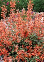 Agastache x 'Kudos Mandarin'