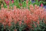 Agastache x 'Kudos Mandarin' - Image 2