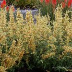 Agastache x 'Kudos Yellow'