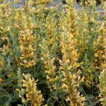 Agastache x 'Kudos Yellow'