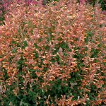 Agastache x 'Summer Sunset'