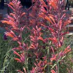 Agastache x 'Wildfire'