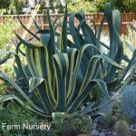 Agave americana 'Marginata'