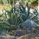 Agave americana 'Marginata'