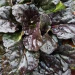 Ajuga reptans 'Black Scallop'