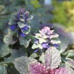 Ajuga reptans 'Burgundy Glow/Lace'