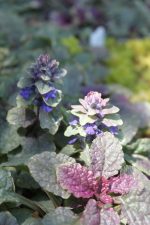Ajuga reptans 'Burgundy Glow/Lace'