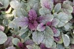 Ajuga reptans 'Burgundy Glow/Lace' - Image 2