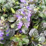 Ajuga reptans 'Catlin's Giant'