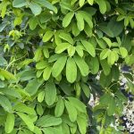 Akebia quinata 'Alba'