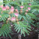 Akebia quinata 'Rosea'