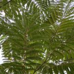 Albizia julibrissin 'E.H. Wilson'