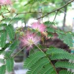 Albizia julibrissin MULTI