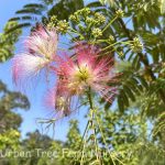 Albizia julibrissin STD