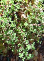 Alchemilla ellenbeckii - Image 2