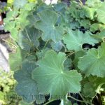 Alchemilla mollis 'Auslese'