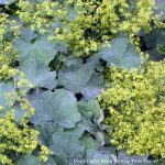Alchemilla mollis
