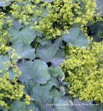 Alchemilla mollis