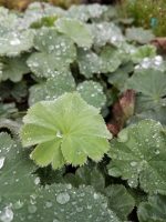 Alchemilla mollis - Image 2