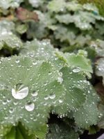 Alchemilla mollis - Image 3