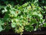 Alchemilla mollis - Image 4