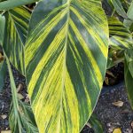 Alpinia zerumbet 'Variegata'