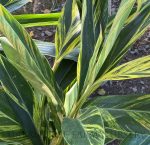 Alpinia zerumbet 'Variegata' - Image 2