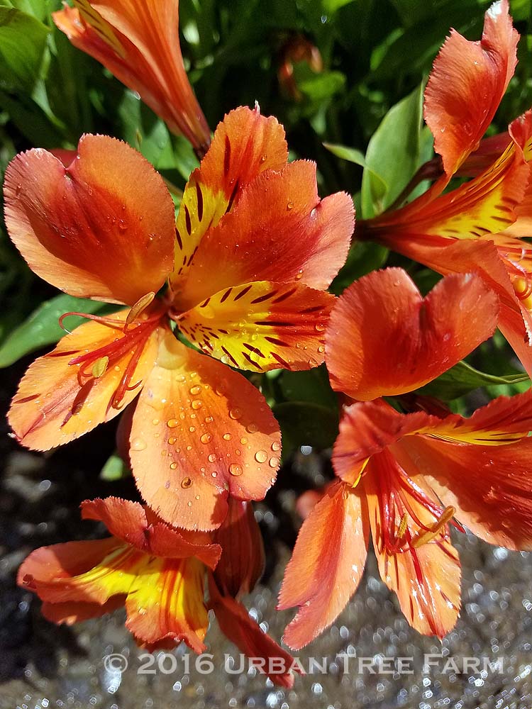Alstroemeria 'Hybrid Orange Yellow' Urban Tree Farm Nursery