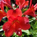 Alstroemeria 'Hybrid Red'