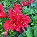 Alstroemeria 'Inca Bandit'