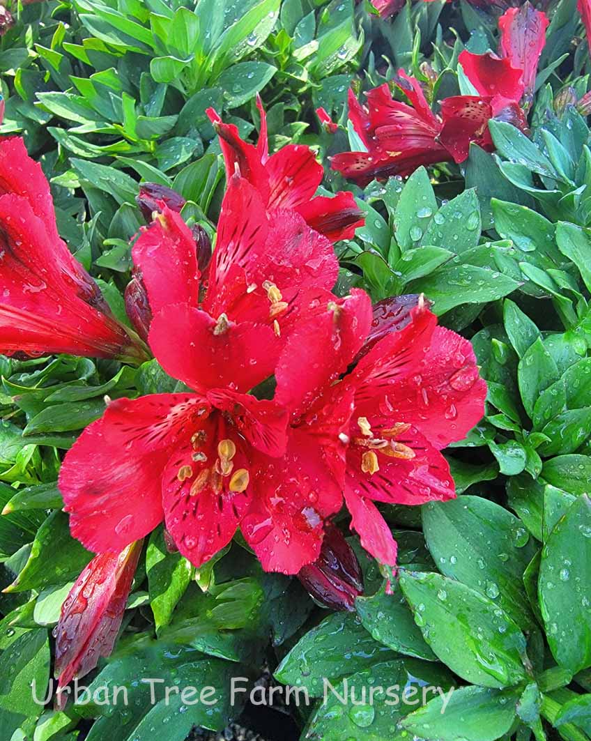 Alstroemeria-Inca-Bandit-a Alstroemeria 'Inca Bandit' - Image 1