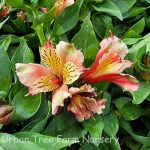 Alstroemeria 'Inca Husky'
