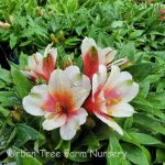 Alstroemeria 'Inca Lucky'