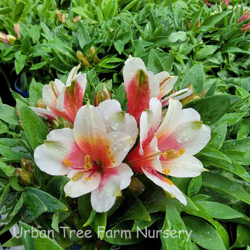 Alstroemeria-Inca-Lucky-a Alstroemeria 'Inca Lucky' - Image 1