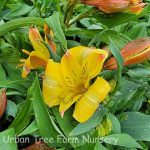 Alstroemeria 'Colorita Ariane'