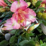 Alstroemeria 'Colorita Claire'
