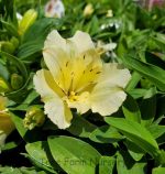 Alstroemeria 'Colorita Claire' - Image 2