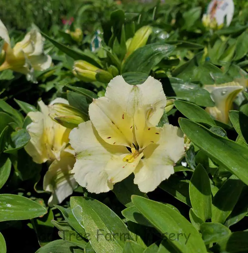 Alstroemeria 'Colorita Claire' | Urban Tree Farm Nursery