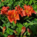 Alstroemeria 'Colorita Eliane Orange'