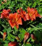 Alstroemeria 'Colorita Eliane Orange'