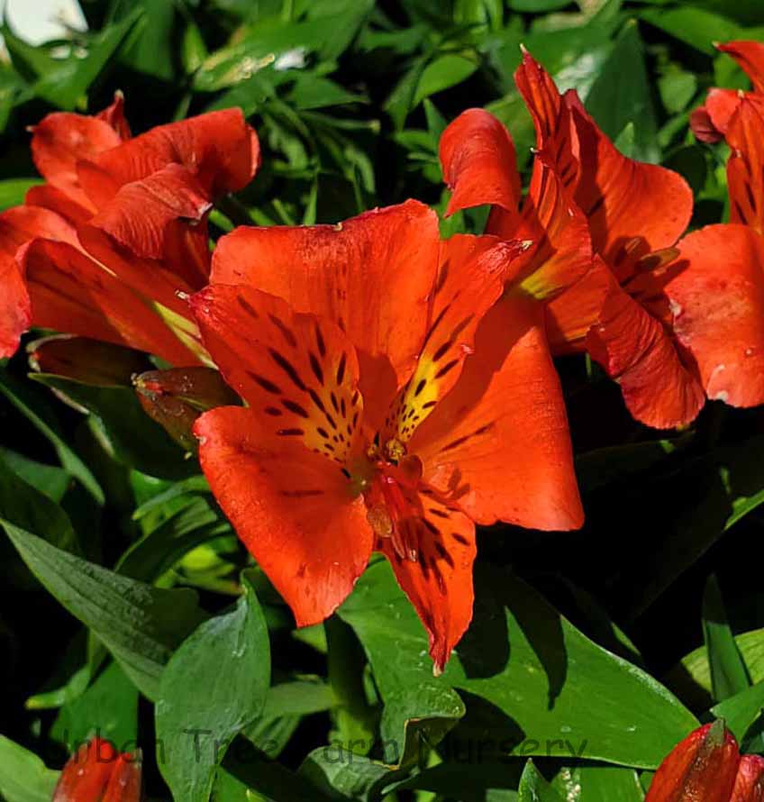 Alstroemeria 'Colorita Eliane Orange' | Urban Tree Farm Nursery