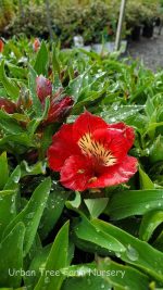 Alstroemeria 'Colorita Kate'