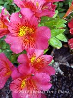 Alstroemeria 'Colorita Kate' - Image 2