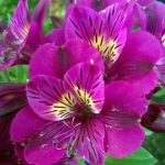 Alstroemeria 'Colorita Louise'