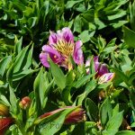 Alstroemeria 'Colorita Mulan'