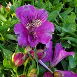 Alstroemeria 'Colorita Tamara'