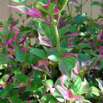 Alternanthera ficoidea 'Partytime'