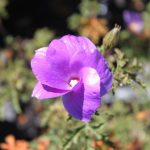 Alyogyne huegelii 'Monterey Bay'