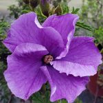 Alyogyne huegelii 'Santa Cruz'