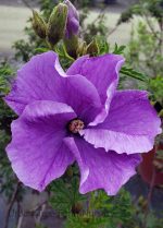 Alyogyne huegelii 'Santa Cruz'